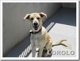 Lorolo