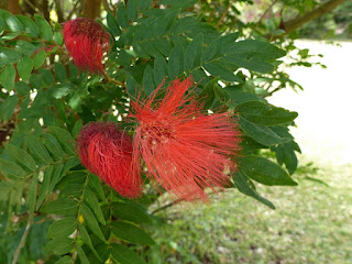 Arbre aux houppettes - Calliandra haematocephala 