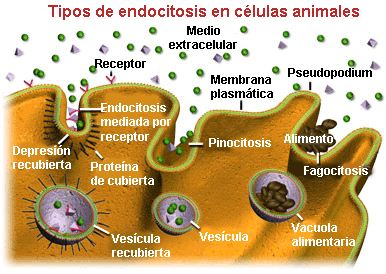 Tipos de endocitosis en células animales