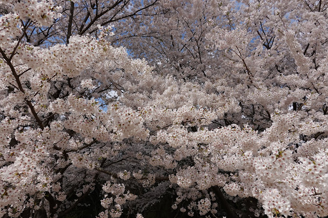 とっとり花回廊　芝生け広場並木　ソメイヨシノ（染井吉野）