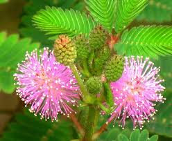 Tanaman Sensitif (Mimosa pudica)