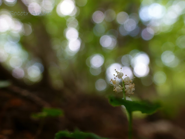 Maianthemum dilatatum