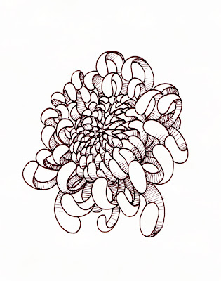 Chrysanthemum Drawing 3/16/13