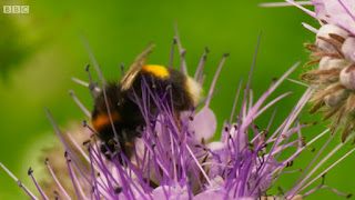 The Phacelia