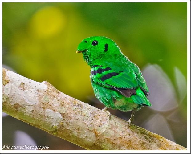 Green BB(m)4