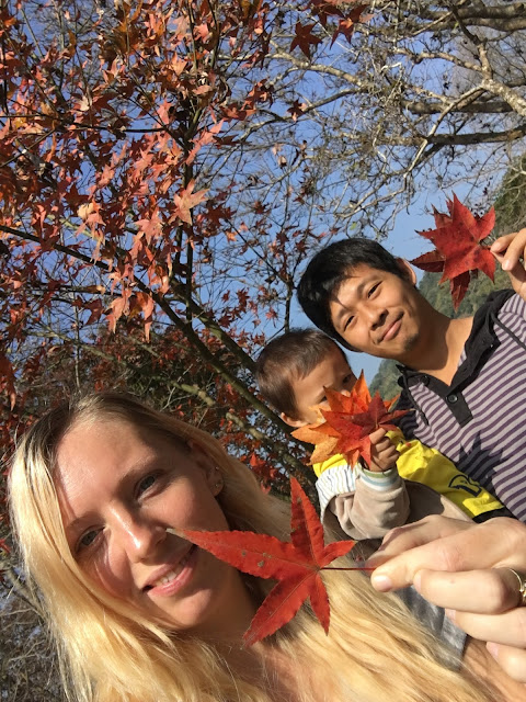 maple trees at Hongye Park 紅葉公園, Guanziling Scenic Area, Baihe, Tainan, Taiwan