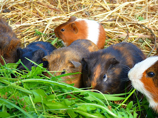 Six small guinea pigs eating vegetables on a straw bed