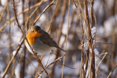 Roodborst - Readboarstke - Erithacus rubecula