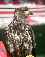 Fotografia da Vitória, águia mascote do Benfica