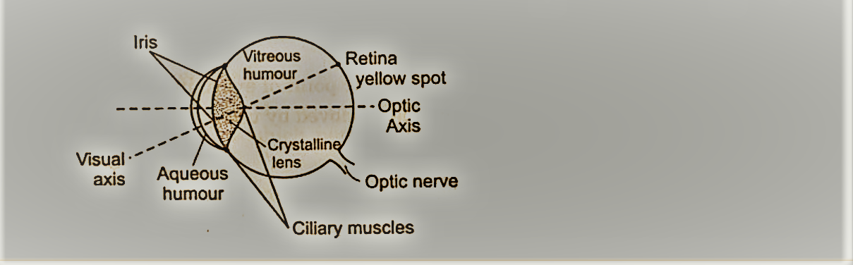 human eye class 12 physics notes