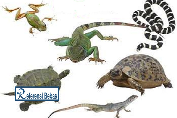 Cara Berkembang Biak Reptil  REFERENSI BEBAS