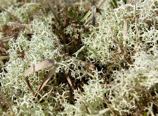 A picture showing a close up of the pale lichens on an ant mound