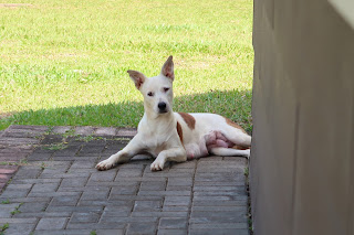 Lactating dog on sidewalk