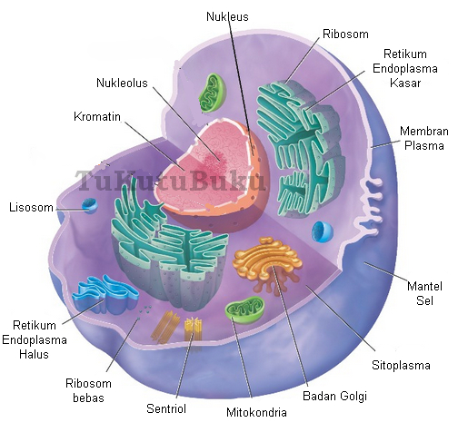 Biologi Sel 