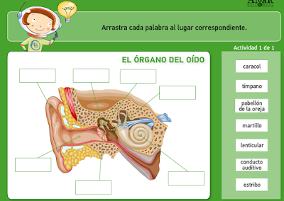 http://www.primerodecarlos.com/TERCERO_PRIMARIA/archivos/actividades_natura_tercero/5/2.swf