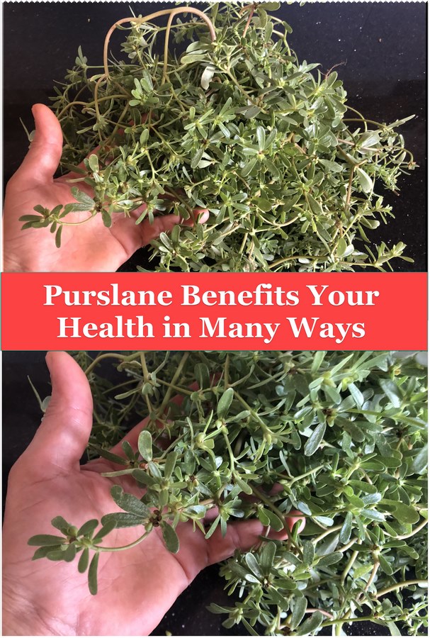 Whether you're a seasoned gardener, a health enthusiast, or a culinary aficionado, there's something to love about purslane. So, the next time you encounter purslane growing in your garden or along a sidewalk, remember its potential as a nutritious and delicious addition to your diet. Embrace purslane with open arms, and let its health benefits and culinary versatility inspire you to elevate your meals and nourish your body.