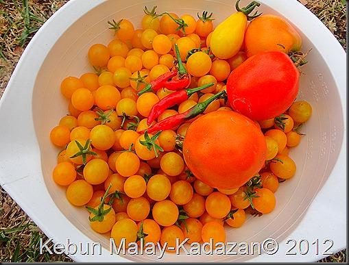 yellow currant potato