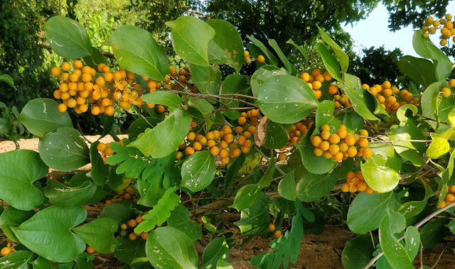 Jyotishmati (Celastrus paniculatus) ज्योतिष्मती