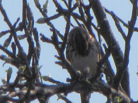 song sparrow