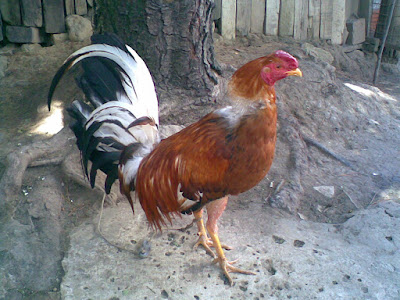 pollo en entrenamiento para pelea los proximos dias en gallera