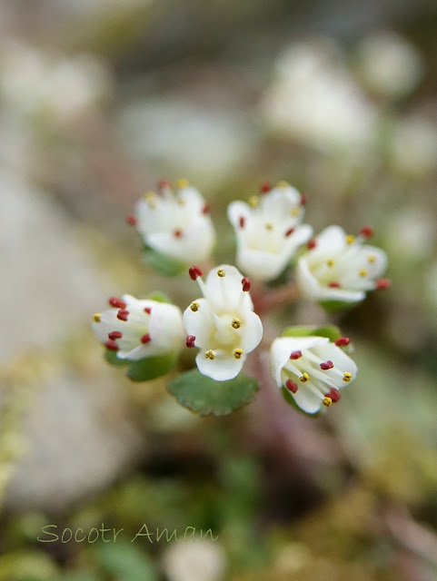 Chrysosplenium album