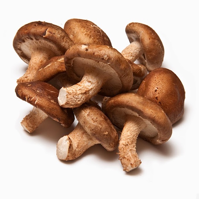 Shittake Mushrooms Nutrition and Benefits | Mushroom Shop | Mushroom Learning Center Kolhapur | Biobritte