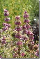 Monarda citriodora (2)