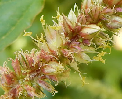 野莧菜的花