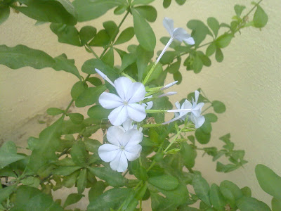 Plumbago Auriculata, Flowers