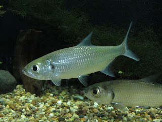 Kuching aquarium