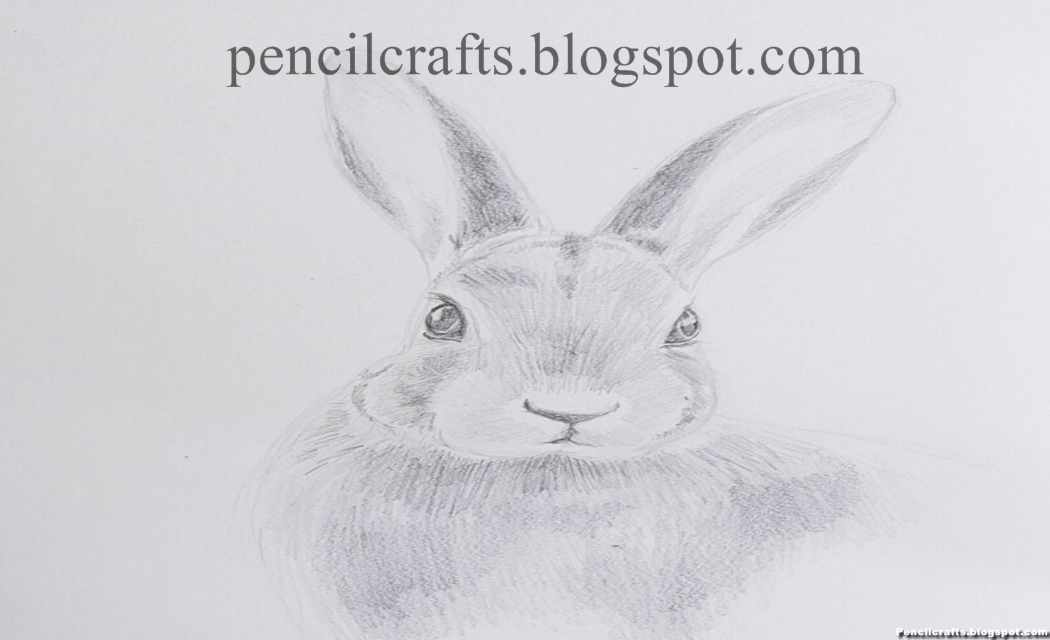 Cute Easy Rabbit Pencil Drawing