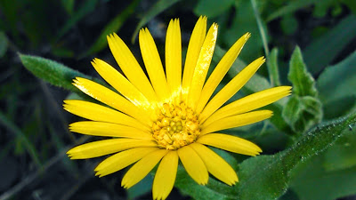 calendula arvensis