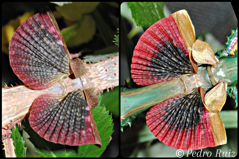 Detalle de las alas de una hembra y un macho de Achrioptera manga