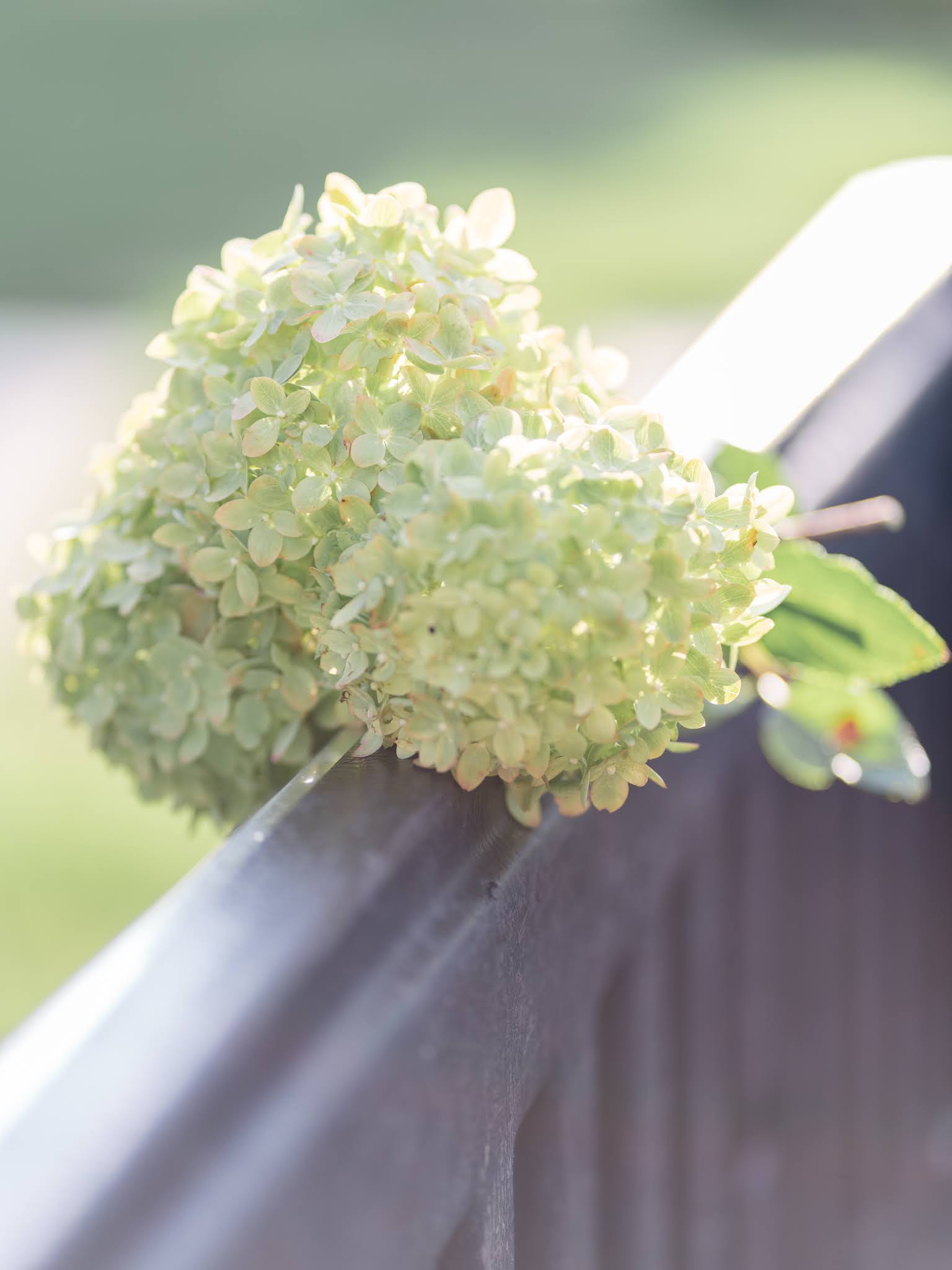 green hydrangeas