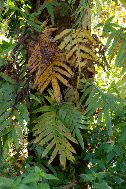 Phlebodium aureum