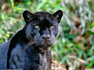Black Panther HD Wallpapers, black panther, wild animal, wild black panther images, 