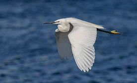 Little Egret in Flight Woodbridge Island, Cape Town