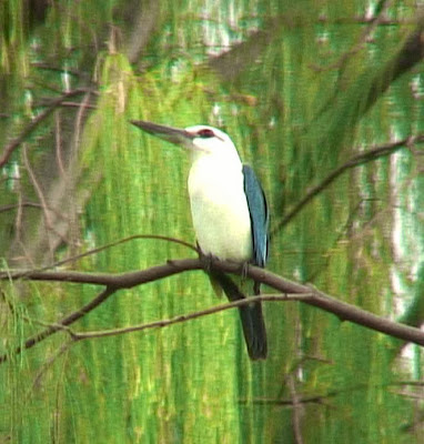  Alción lagartijero Todiramphus saurophagus