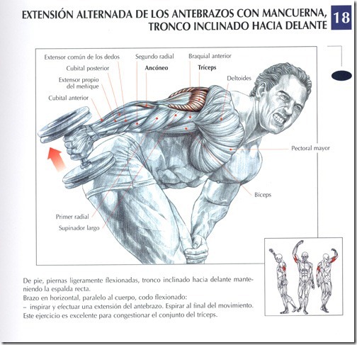 extension-alternada-de-los-antebrazos-con-macuerna-tronco-inclinado-hacia-delante