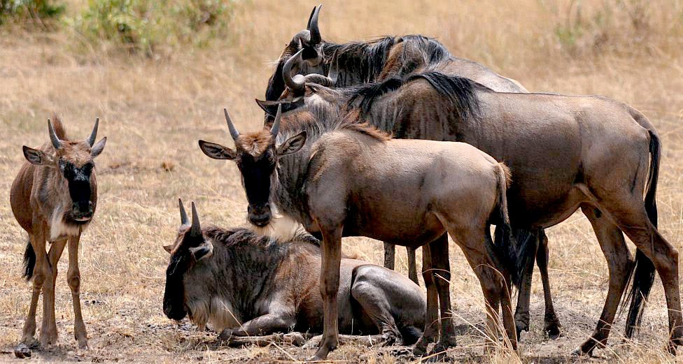 wildebeest migration kenya