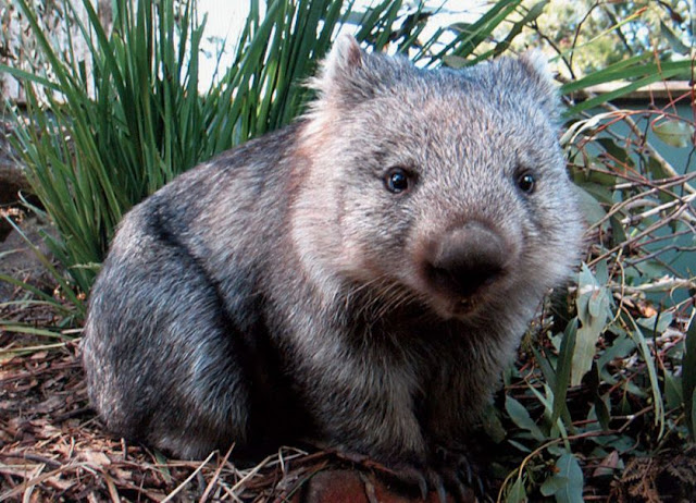 Northern Hairy-Nosed Wombat image,rare animals