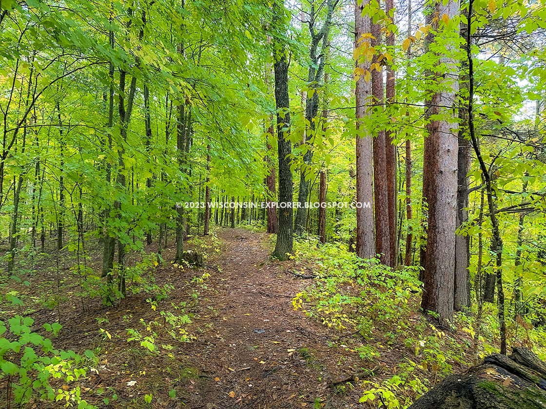 footpath through geen and gold leaves