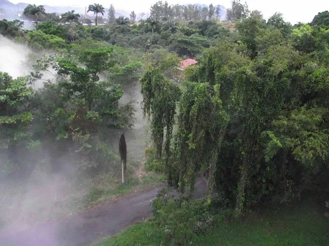 Floresta do Camboatá