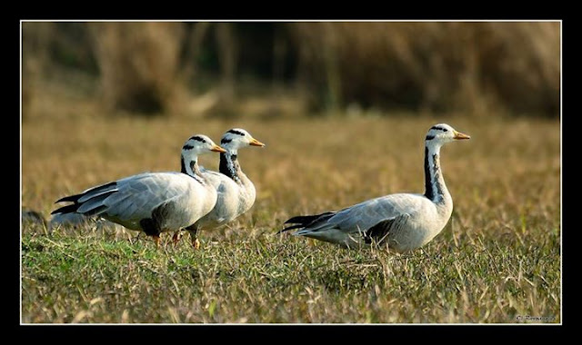 Beautiful birds