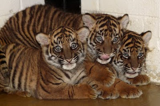 Tiger Cubs 8 Weeks Old