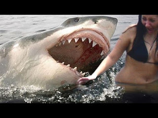 5 Horrifying Shark Encounters Caught On GoPro