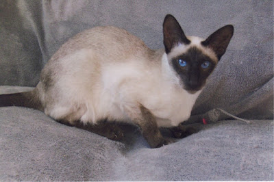 siamese cat names and meanings