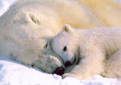 Cute Polar Bear Pics