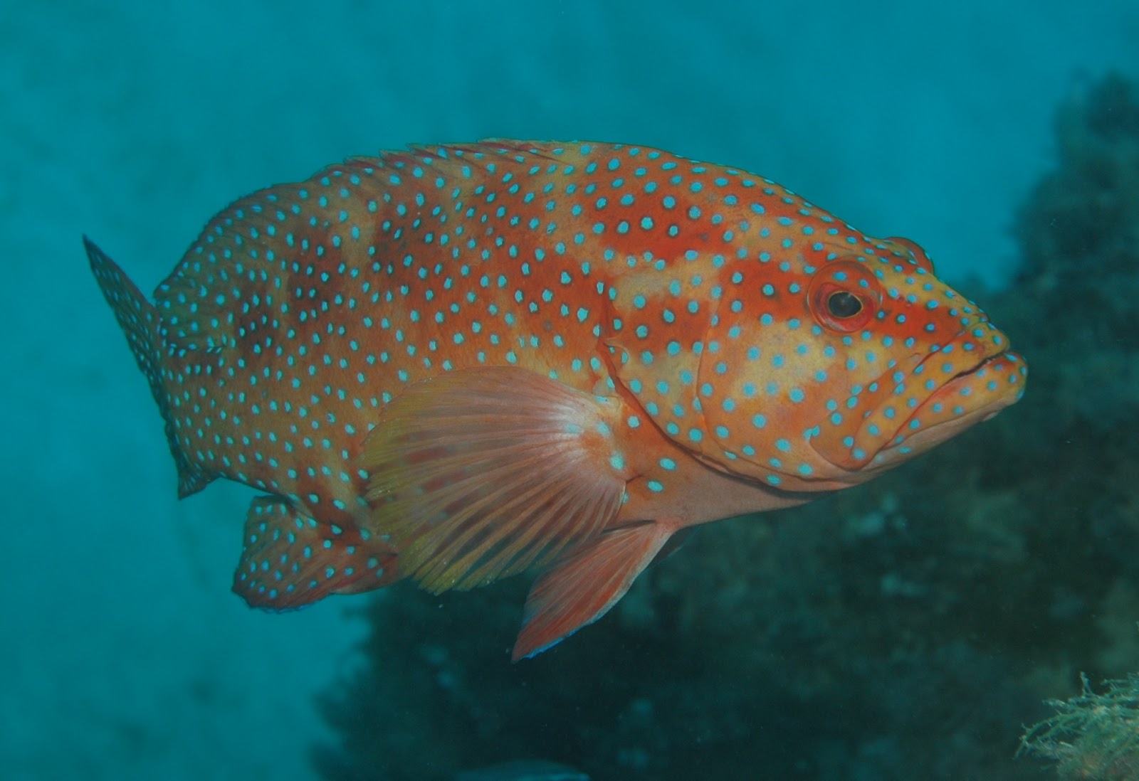 Kerapu Budidaya Ikan Ikan Hias Resep Ikan Gambar Dan Video