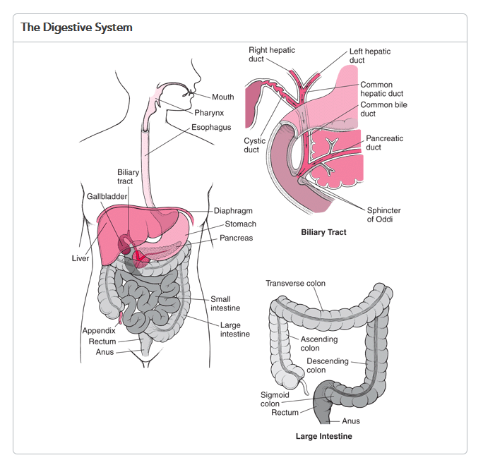 https://www.merckmanuals.com/home/digestive-disorders/biology-of-the-digestive-system/overview-of-the-digestive-system